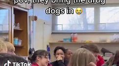 Not the dogs 😭 @Zero Blog 30 | dog school bus