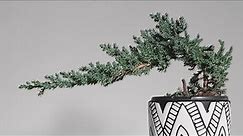 Quick basic beginners guide to Juniper tree care : Juniper bonsai tree care for beginners.