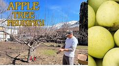 How to Prune An Apple Tree! Taught By An Expert! My husband takes over! //FlowerFanatic
