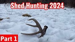 Shed Hunting 2024 - Part 1 Early Drops Close to Food
