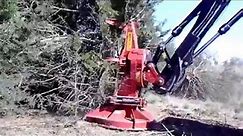 Cedar Tree Cutting Operation