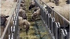 Shearing school - Sheep shed in the Basque Country