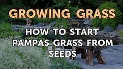 How to Start Pampas Grass From Seeds