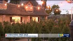 White Forest Nursery announces last minute Christmas tree sale for entire lot
