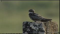 Common Nighthawk Sounds, All About Birds, Cornell Lab of Ornithology