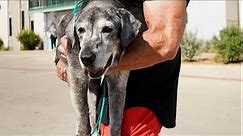 19-Year-Old Lab Is Rescued From The Shelter | The Dodo Foster Diaires