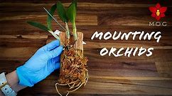 Mounted Orchids - How to & Care Tips! - Orchid Care for Beginners