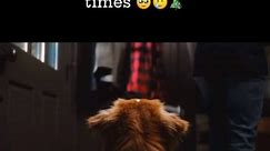 By far the best commercial I’ve ever seen 😭 It never gets old! Can you believe @whiskeytoller was only 11 months old when filming this commercial?! 🎄 #dogactor #llbean #christmas #commercialshoot #commercial #dogtrick #trickdog #toller #ndstr #famousdog #christmasdog #dogchristmas | Whiskey Toller