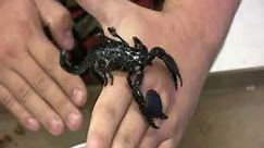 How to Buy a Pet Scorpion