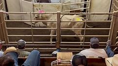 Open cows - Bradley County Livestock Barn
