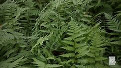 Perennial ferns could become a permanent place in your landscape