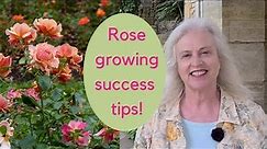 Growing roses - expert tips on choosing and caring for roses