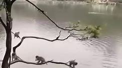 A group of monkey swimming well in deep water #monkeys #funnyvideosclips #animalworld #JustForEntertainmentOnly #funnyreelsvideo #goodvibes2024 | Pet and Nature
