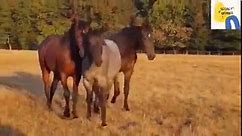 Mustang horses VS... - Secret Animals - Horse Donkey Breed