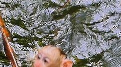 Little baby monkey Leo drown in the water alone #monkeys | Monkey Crying