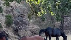 mustang pony vs yellowjacket #mcrmustangs #horsesanctuary #wildhorses | Montgomery Creek Ranch - A Wild Horse Sanctuary