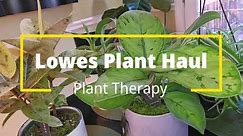 Lowes Plant Haul