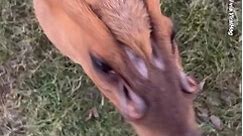 Deer Has Weird Flaring Scent Glands