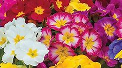 Mixed Hardy Primrose At Spring Hill Nurseries
