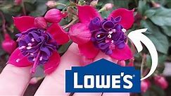 May 2023 Lowe's Garden Center FLOWER tour! (Unique varieties with prices)
