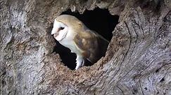 A Year in the Life of Adorable Owl Babies | Discover Wildlife | Robert E Fuller