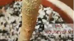 Mr. Houseplant - How to make a woody plant bushy - This...