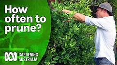 How often should you prune your citrus tree? | Citrus | Gardening Australia