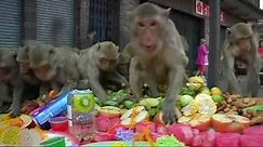 Video. Thailand: Macaques feast during Lopburi Monkey Festival