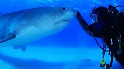 Diver Swims With 'Friendly' 15-Foot Tiger Shark
