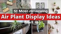 51 Most Amazing Air Plant Display Ideas (Part II)