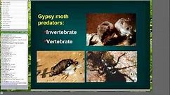 The History, Ecology and Management of Gypsy Moth In North America