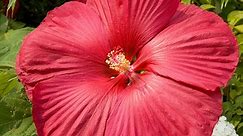 How to Care and Grow Hardy Hibiscus | American Meadows