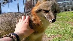 Working with the Grey Foxes!