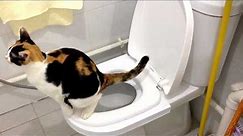 Sierra's 2nd month on the CitiKitty Cat Toilet Training Kit. Success!!!