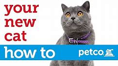 How to Care for Your New Cat (Petco)
