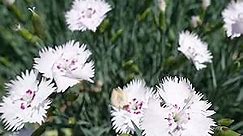 Outsidepride 10000 Seeds Perennial Dianthus Deltoides White Maiden Pink Flower Seeds for Planting