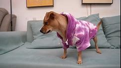 Mklhgty Tie Dye Dog Clothes Hoodie, Pet Winter Coat, Puppy Sweatshirts for Small Dogs Boy Girl