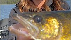 Fall walleye fishing is our favorite for a reason, these fish are big and aggressive! 🍂🎣🙌 | Sportsman's Journal TV