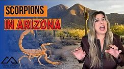 Everything You Need to Know About Scorpions in Arizona