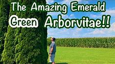 Emerald Green Arborvitaes 🌲🌲 The Ultimate Screening Tree!!