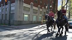 new_Uptown Charlotte NC ride! #clt #uptowncharlotte #fyp #stallions #stallion #friesian #Love #horses #caballo #cheval #paard #cowboy #western #andalusian | Sokhon2