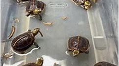 🐢These Chinese box turtles got a soak,... - Southern Reptiles