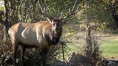 United States of Animals: Elk Fest Gone Wild