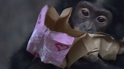 Bonobos celebrate Valentine's Day at Cincinnati Zoo