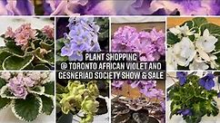 Toronto African Violet & Gesneriad Society Spring Show & Sale (plant shopping and haul)