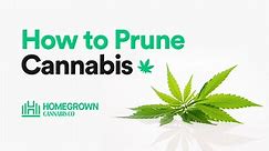 How To Prune Cannabis Plants for Beginners