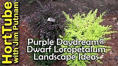 Purple Daydream® Dwarf Loropetalum Landscape Ideas