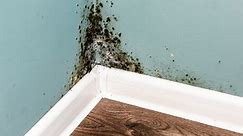 The Right Way to Get Rid of Mold in Your Home, According to Experts