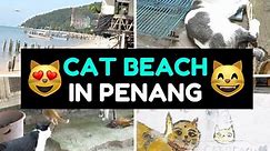 There's a Cat Beach in Penang! 😻