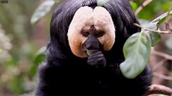 RAW VIDEO: Trio Of Saki Monkeys Arrive At London Zoo’s Rainforest Life